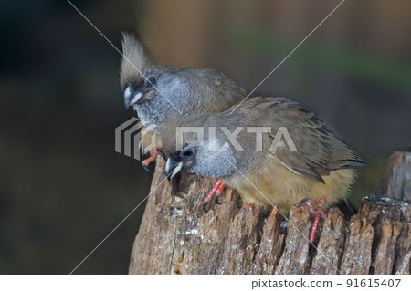 Speckled Mousebird, Colius striatus, perched 91615407