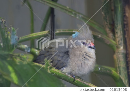 Blue-naped Mousebird, Urocolius macrourus, perched Blue-naped Mousebird, Urocolius macrourus, perched 91615408