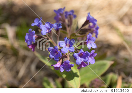 Lungwort blue flowers on blur background. Pulmonaria plant close up. 91615490