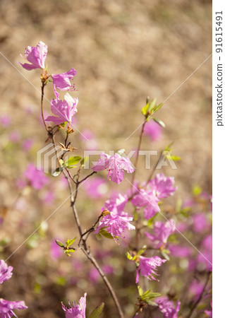 Purple labrador tea flowers on blur background. Pink wild rosmary defocused photo. 91615491