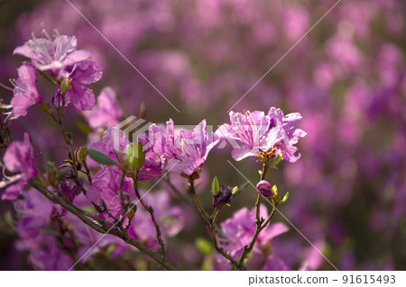 Purple labrador tea flowers on blur background. Pink wild rosmary defocused photo. 91615493