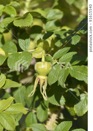 Rugosa rose 91615540