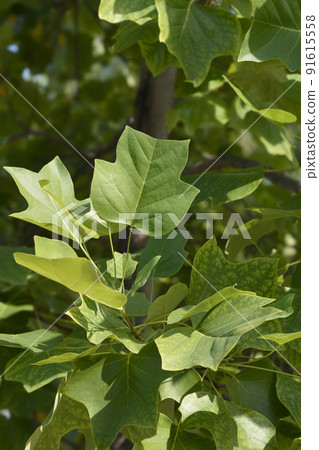 Tulip tree Tulip tree 91615558
