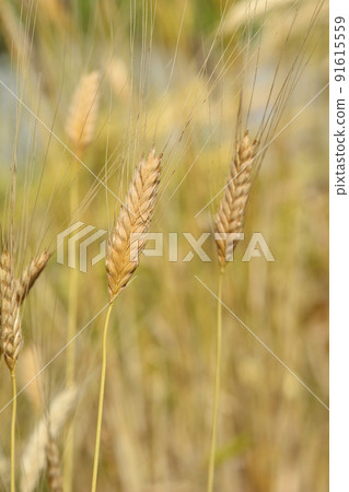 Einkorn wheat Einkorn wheat 91615559