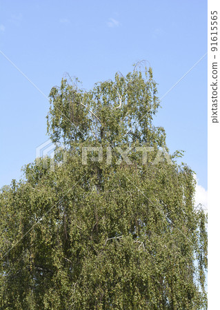 Common birch Common birch 91615565