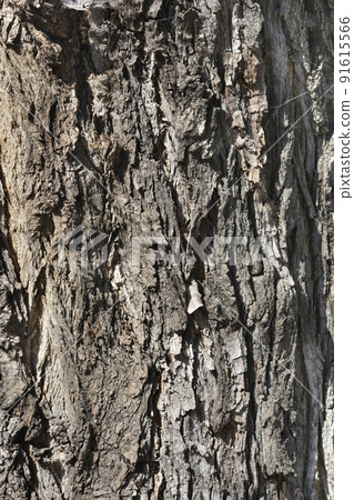 Lombardy poplar Lombardy poplar 91615566