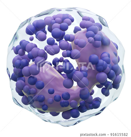 Basophil . White blood cells with transparency membrane and Multinucleus and many big granule . Isolated white background . 3D render . 91615582
