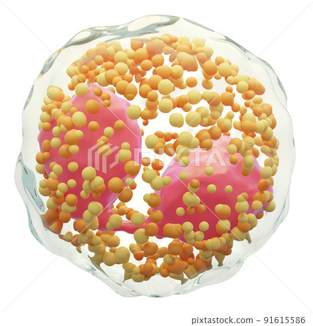 Eosinophil . White Blood Cells With... - Stock Illustration [91615586 ...