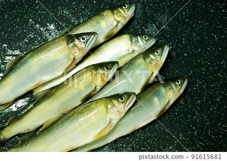 Wild sweetfish caught by Ayu no Tomo fishing 91615681