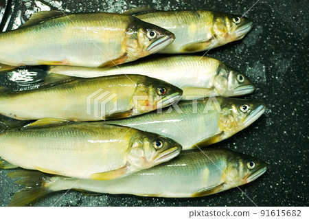 Ayu no Tomo 釣到的野生香魚 Ayu no Tomo 釣到的野生香魚 91615682