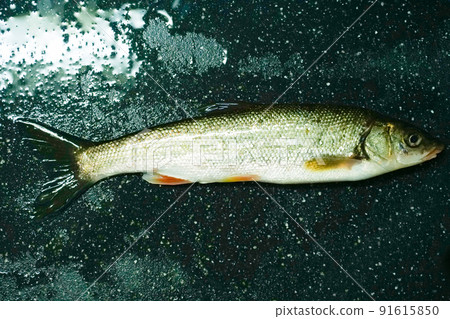 鯪魚在清澈的溪流中捕獲 鯪魚在清澈的溪流中捕獲 91615850