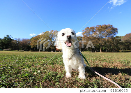Dog walking in the park 91616025