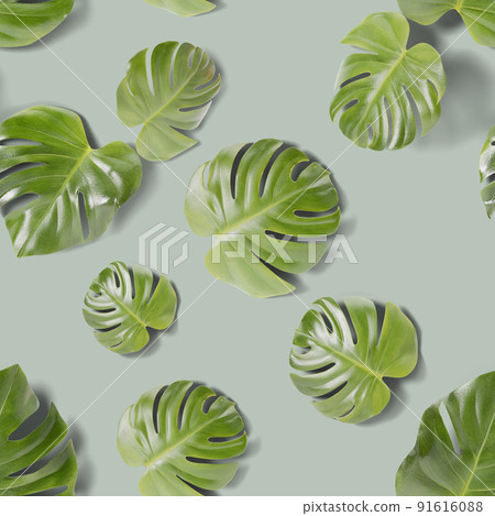 Seamless pattern with monstera leaves on green background. Green tropical jungle monstera leaves with shadows. Swiss Cheese plant. Set of realistic leaves. Top view. Trendy plant. 3d rendering. Seamless pattern with monstera leaves on green background. Green tropical jungle monstera leaves with shadows. Swiss Cheese plant. Set of realistic leaves. Top view. Trendy plant. 3d rendering. 91616088