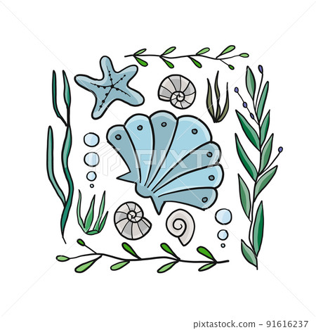 Marine background, seaweed and seashells for your design 91616237