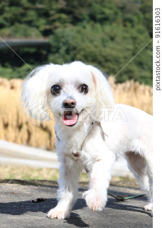 A dog who came to see the rice rack A dog who came to see the rice rack 91616303