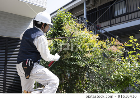 Landscaping workers pruning garden trees on a stepladder Landscaping workers pruning garden trees on a stepladder 91616416