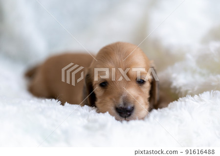 Puppy Kaninhen Dachshund 91616488