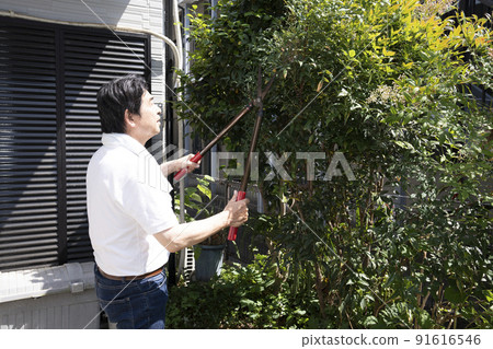 A man pruning a garden tree 91616546