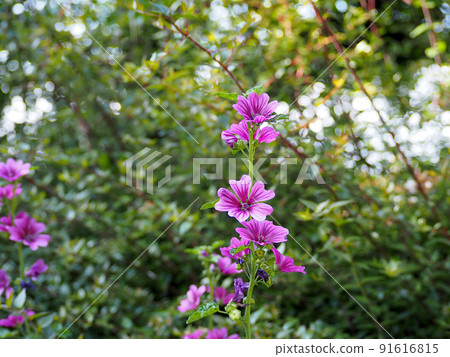 奶酪（藍錦葵） 91616815