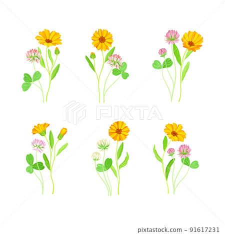 Clover and calendula flowering plants set vector illustration 91617231
