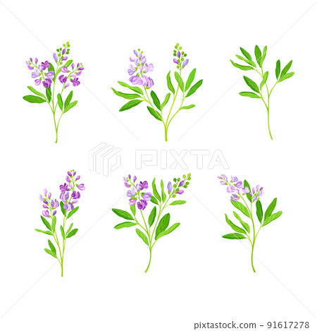 Alfalfa plants set. Medicago sativa or lucerne twigs. Superfood, ayurvedic medical herb vector illustration 91617278