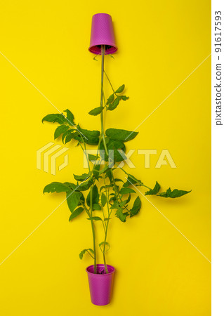 Tomato seedlings in a pink cup on a yellow background 91617593