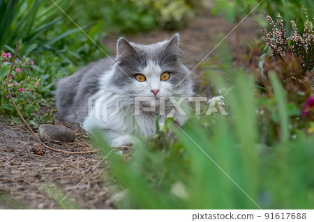 Cheerful cat lying between flowers in spring. Portrait of happy young cat in garden outdoors 91617688