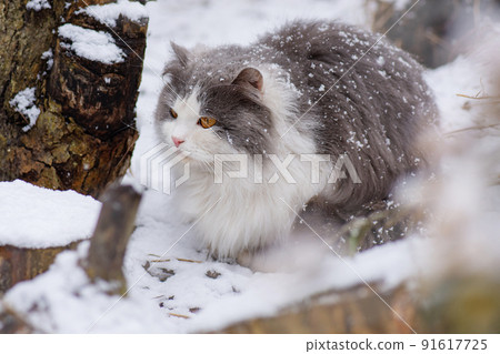 Cat first sees winter. Cat playing in the snow Cat first sees winter. Cat playing in the snow 91617725