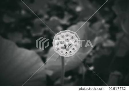 Lotus flower trunk 91617782