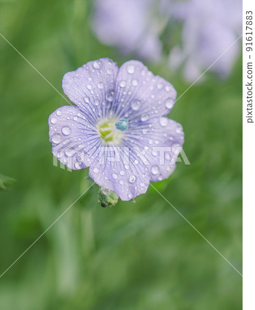 Linum lewisii flower. Blue flax flowers Linum lewisii flower. Blue flax flowers 91617883