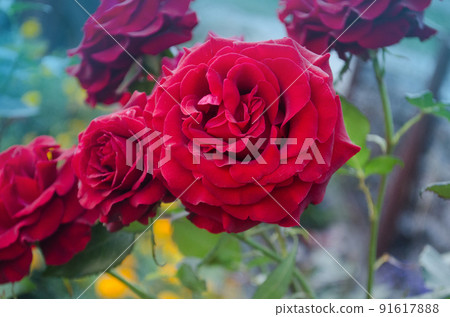 Red rose flower background.  91617888