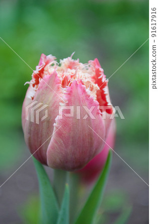 Pink terry tulip on the flowerbed. Beautiful terry fringed tulip 91617916