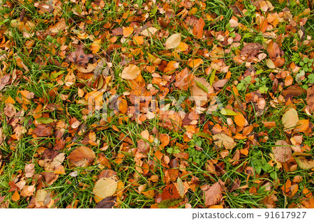 Autumn colorful  leaves background.  91617927