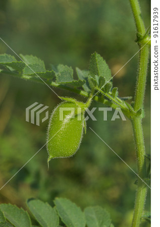 Chickpeas pod on green plant closeup 91617939