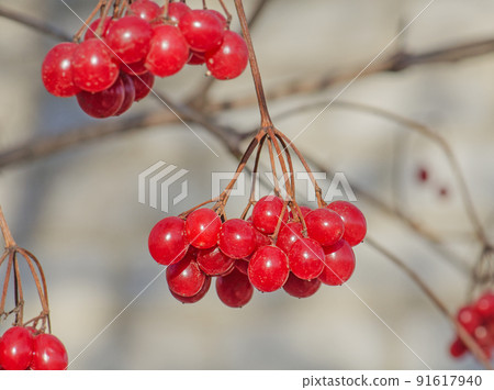 Red viburnum berry Red viburnum berry 91617940