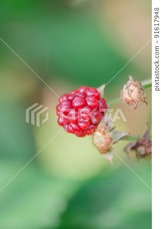 Wild ripe raspberries on the branch 91617948