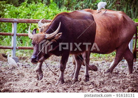 Domestic water buffalo with  Great white heron stands on a buffalo 91618131