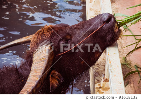 The Asian Wild Water Buffalo or Bubalis arnee. a large bovine native to the Indian subcontinent and Southeast Asia in water 91618132