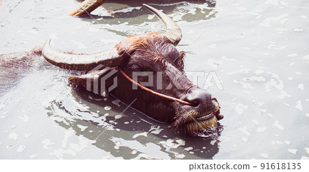 The Asian Wild Water Buffalo or Bubalis arnee. a large bovine native to the Indian subcontinent and Southeast Asia in water The Asian Wild Water Buffalo or Bubalis arnee. a large bovine native to the Indian subcontinent and Southeast Asia in water 91618135