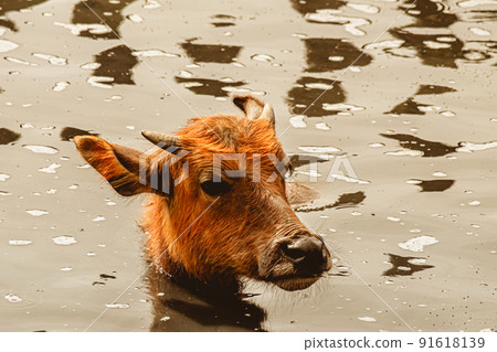 The Asian Wild Water Buffalo or Bubalis arnee. a large bovine native to the Indian subcontinent and Southeast Asia in water 91618139