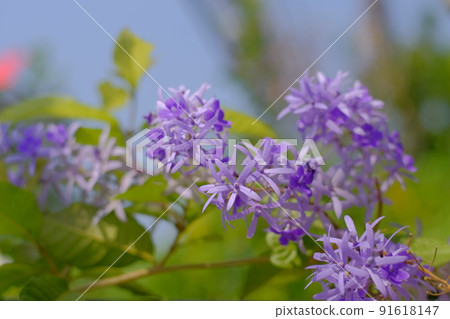 Selective focus of purple wreath vine or queen wreath vine flower nature background Selective focus of purple wreath vine or queen wreath vine flower nature background 91618147