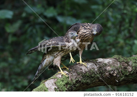 Yorotaka's young bird 91618152