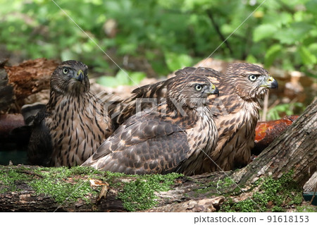 Yorotaka's young bird 91618153