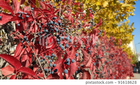 Virginia creeper, Victoria creeper (Parthenocissus quinquefolia) on fence, leaves and berries, closeup Virginia creeper, Victoria creeper (Parthenocissus quinquefolia) on fence, leaves and berries, closeup 91618628