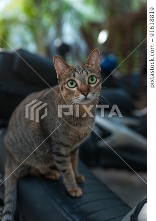Gray-brown cat with green eyes sits on a motorbike. Cute kitty with big eyes. Lovely pet outdoors. High quality photo 91618819