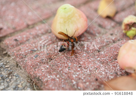 Lotus fruit 91618848