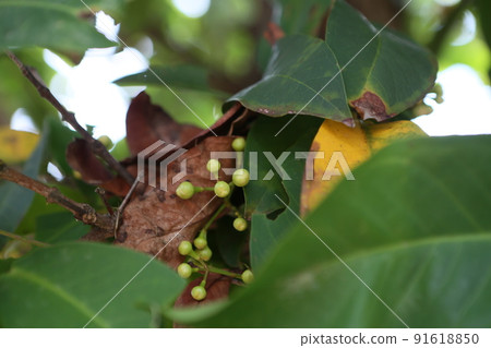 Lotus fruit 91618850