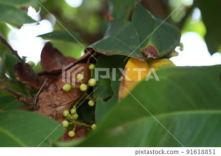 Lotus fruit 91618851