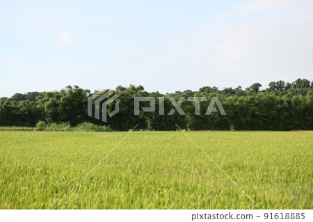 Rice 91618885