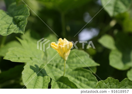 花 91618957